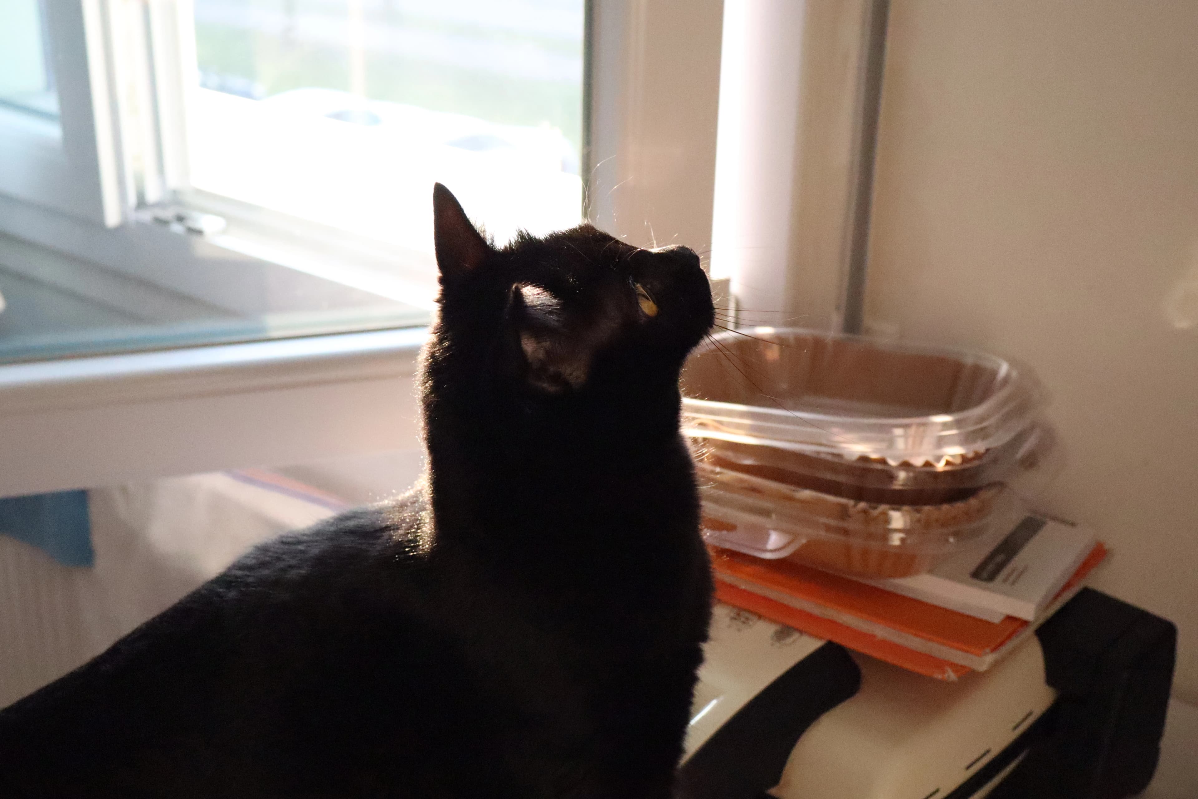 capturing moments img